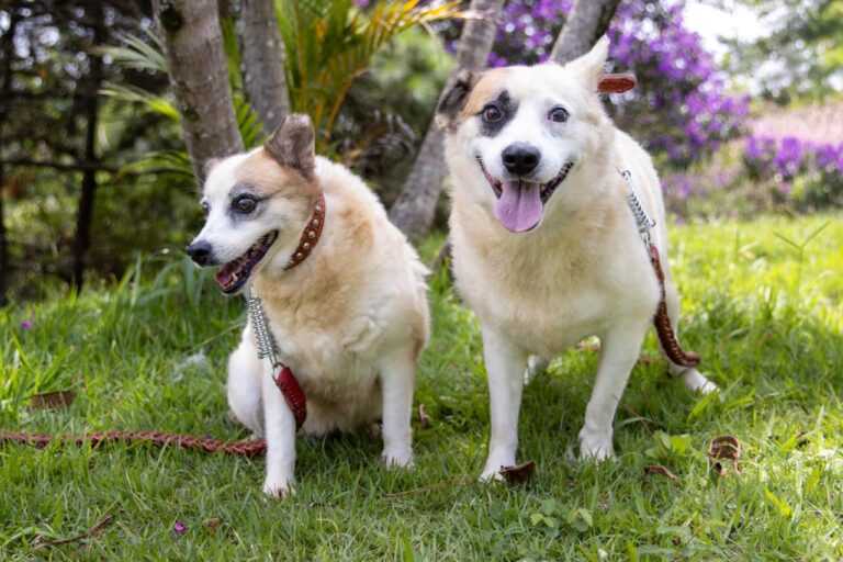 Itaquaquecetuba faz pré-cadastro para castração gratuita de cães e gatos no Jardim Caiuby itaquaquecetuba-realiza-pre-cadastro-para-castracao-gratuita-de-caes-e-gatos-no-jardim-caiuby